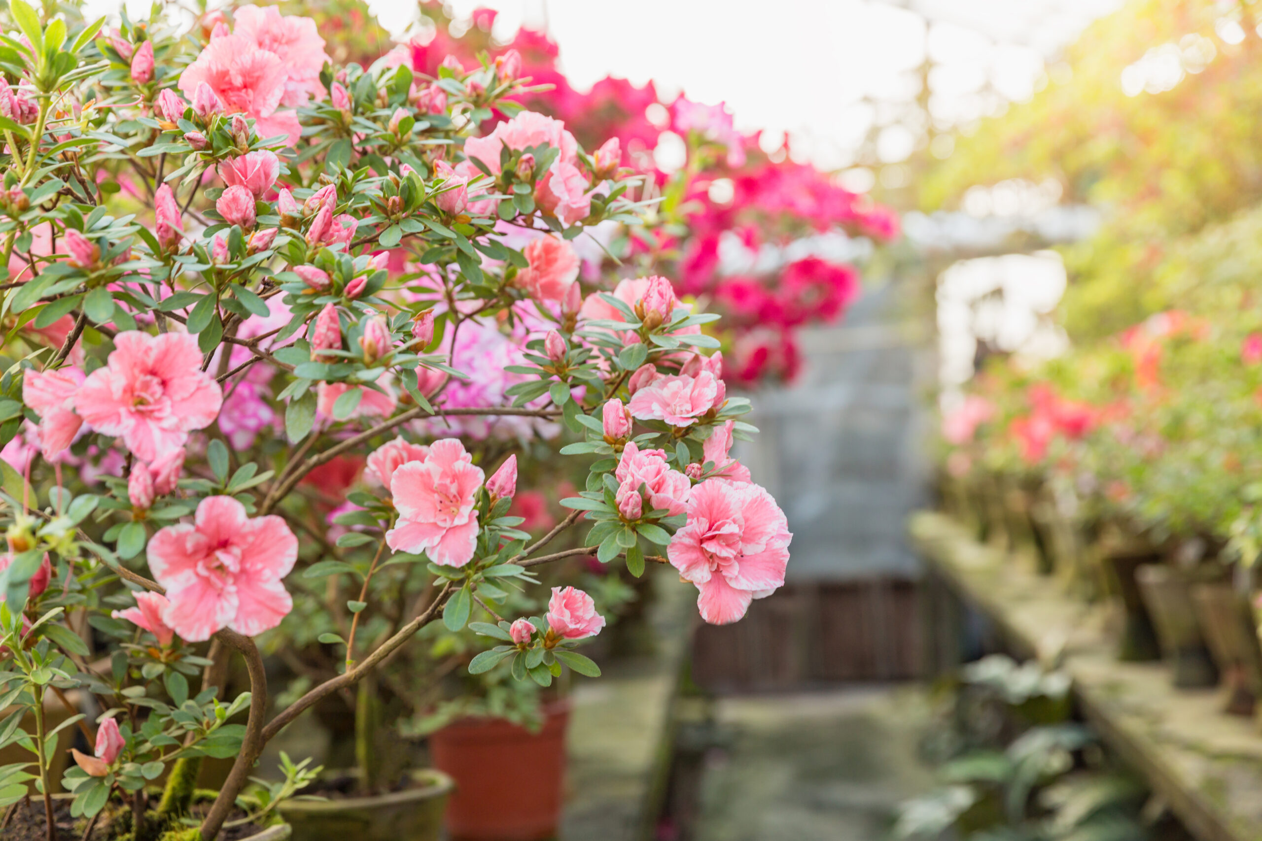 AZALEA STANDARD 20LT