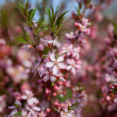 LEPTOSPERMUM SPECTRO COLOUR (PINK) 1OLT