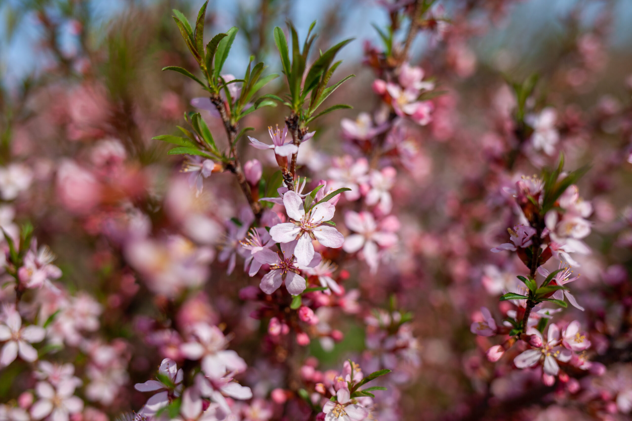 LEPTOSPERMUM SPECTRO COLOUR (PINK) 2.5LT