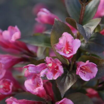 ESCALLONIA PINK PRINCESS  BALL 1OLT