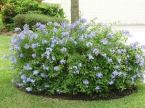 PLUMBAGO CAPENSIS BLUE 10LT