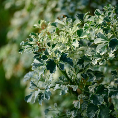 VINCA MAJOR VARIEGATA 1LT