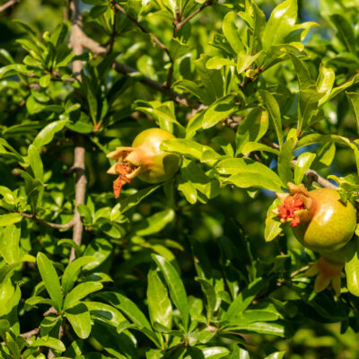 PUNICA GRANATUM  WONDERFUL 2.5LT