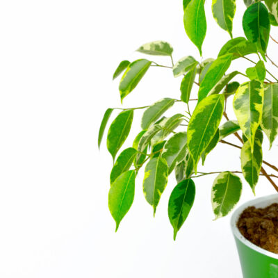 FICUS BENJAMINA VARIEGATED 1OLT