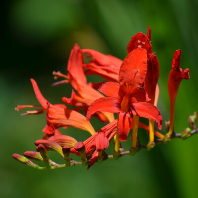 CROCOSMIA HYBRID VULCAN (RED) 1LT