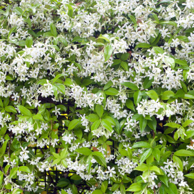 TRACHELOSPERMUM JASMINOIDES STANDARD 10LT