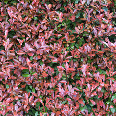 TRACHELOSPERMUM JASMINOIDES TRICOLOUR 10LT