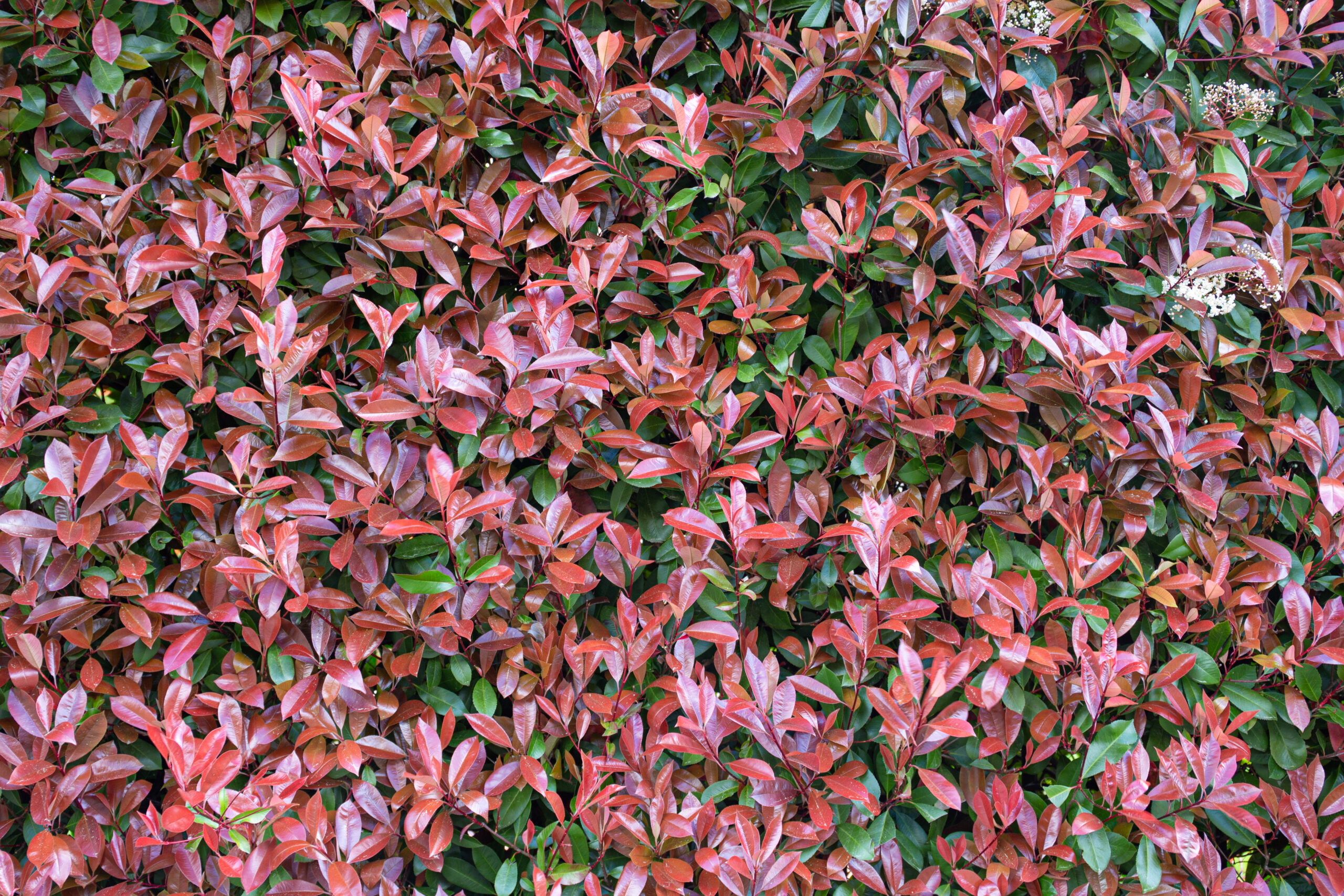 TRACHELOSPERMUM JASMINOIDES TRICOLOUR 10LT
