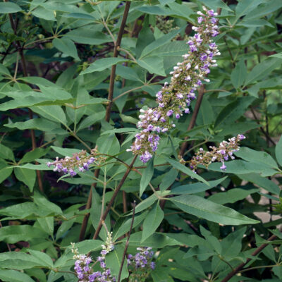 VITEX PURPUREA STANDARD 10LT
