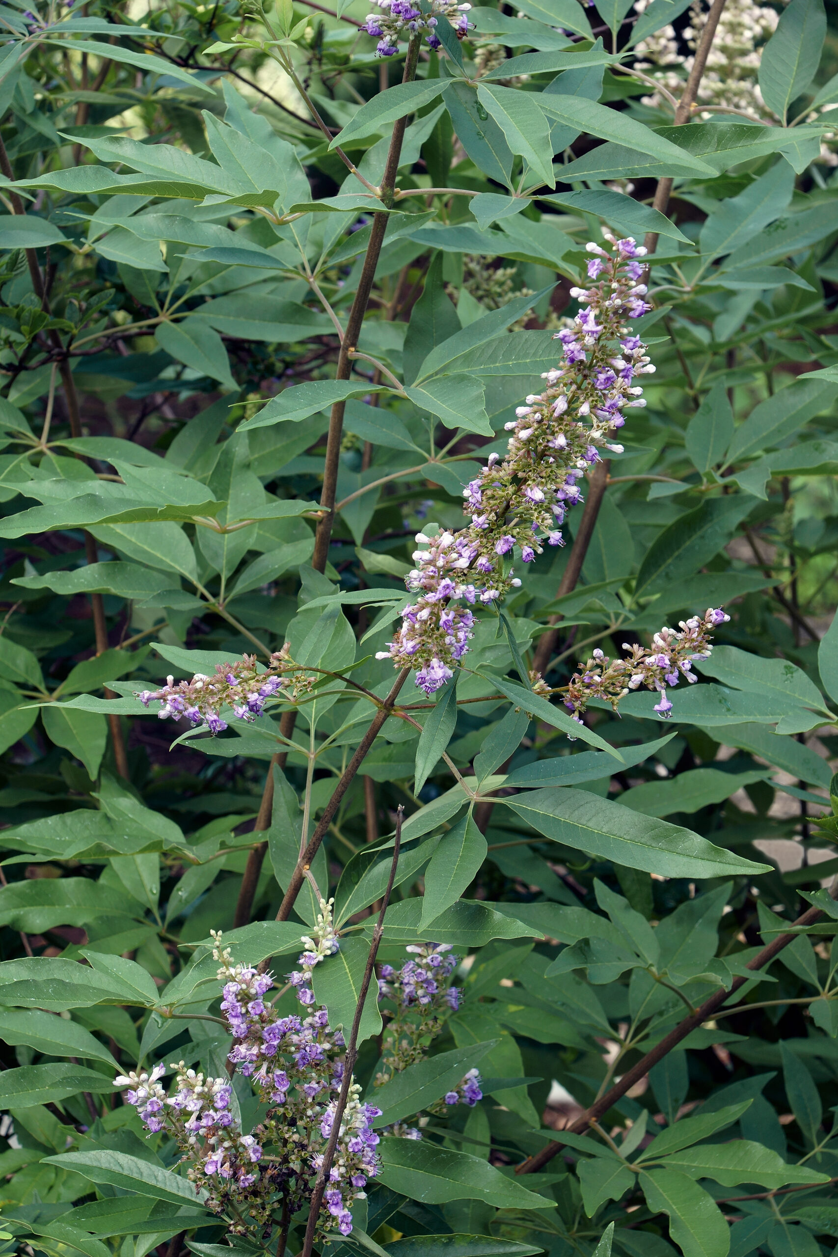 VITEX PURPUREA STANDARD 10LT