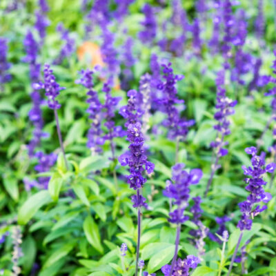SALVIA VELVET BLUE 2,5LT