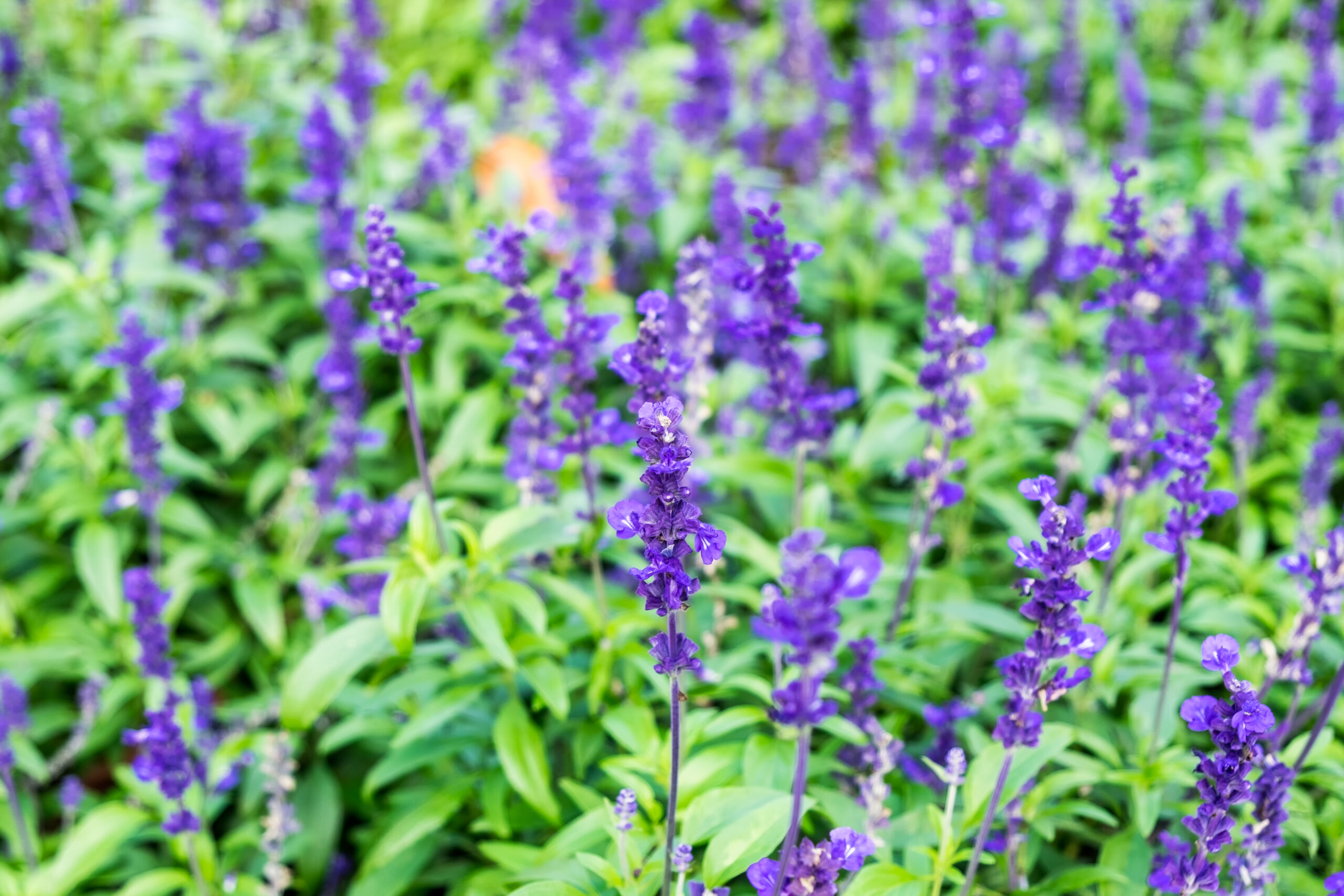 SALVIA VELVET BLUE 2,5LT