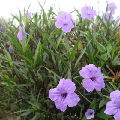RUELLIA BRITTONIANA (PURPLE SHOWERS) 2,5LT