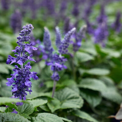 SALVIA MYSTIC SPIRES BLUE PBR 2,5LT