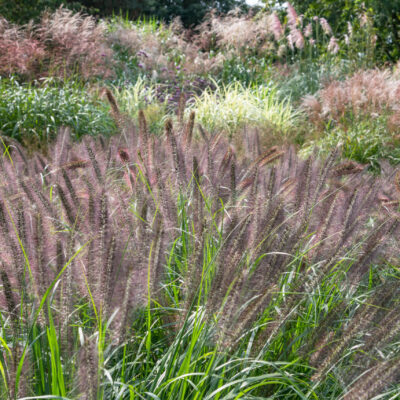 PENNISETUM MOUNDRY 2.5LT