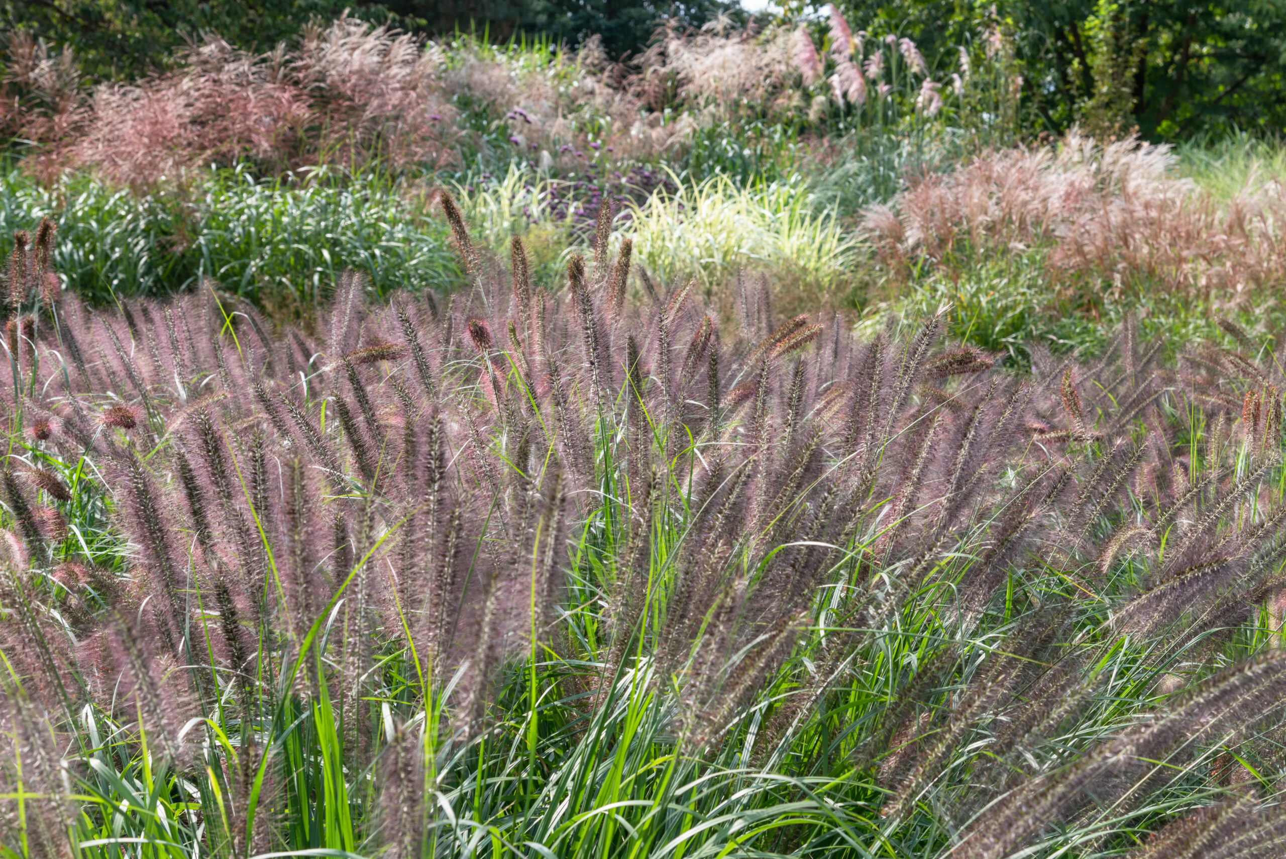 PENNISETUM MOUNDRY 2.5LT