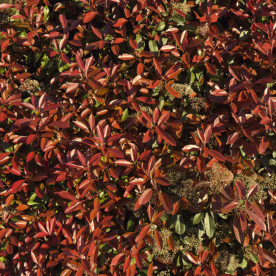 PHOTINIA RED ROBIN STANDARD 20LT