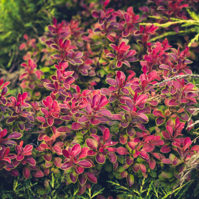 COPROSMA PINK SPLENDOR 15CM POT