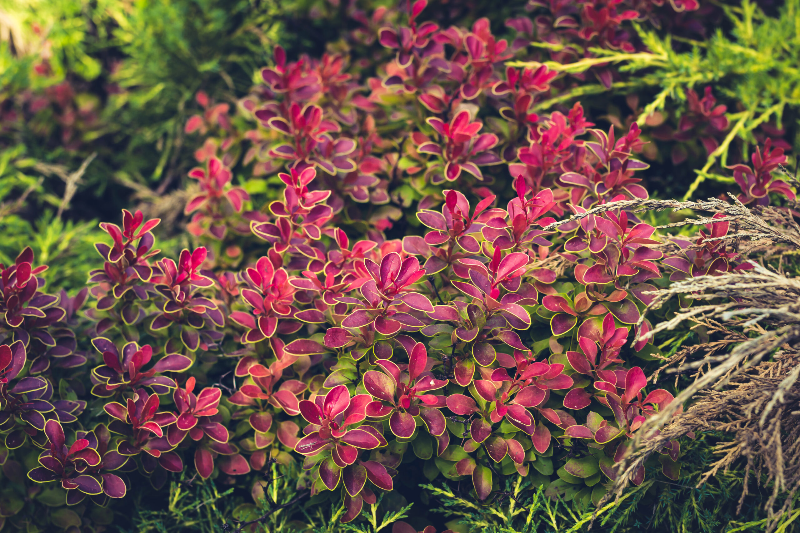COPROSMA PINK SPLENDOR 15CM POT