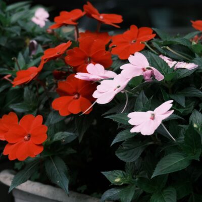 IMPATIENS VARIOUS 15CM POT