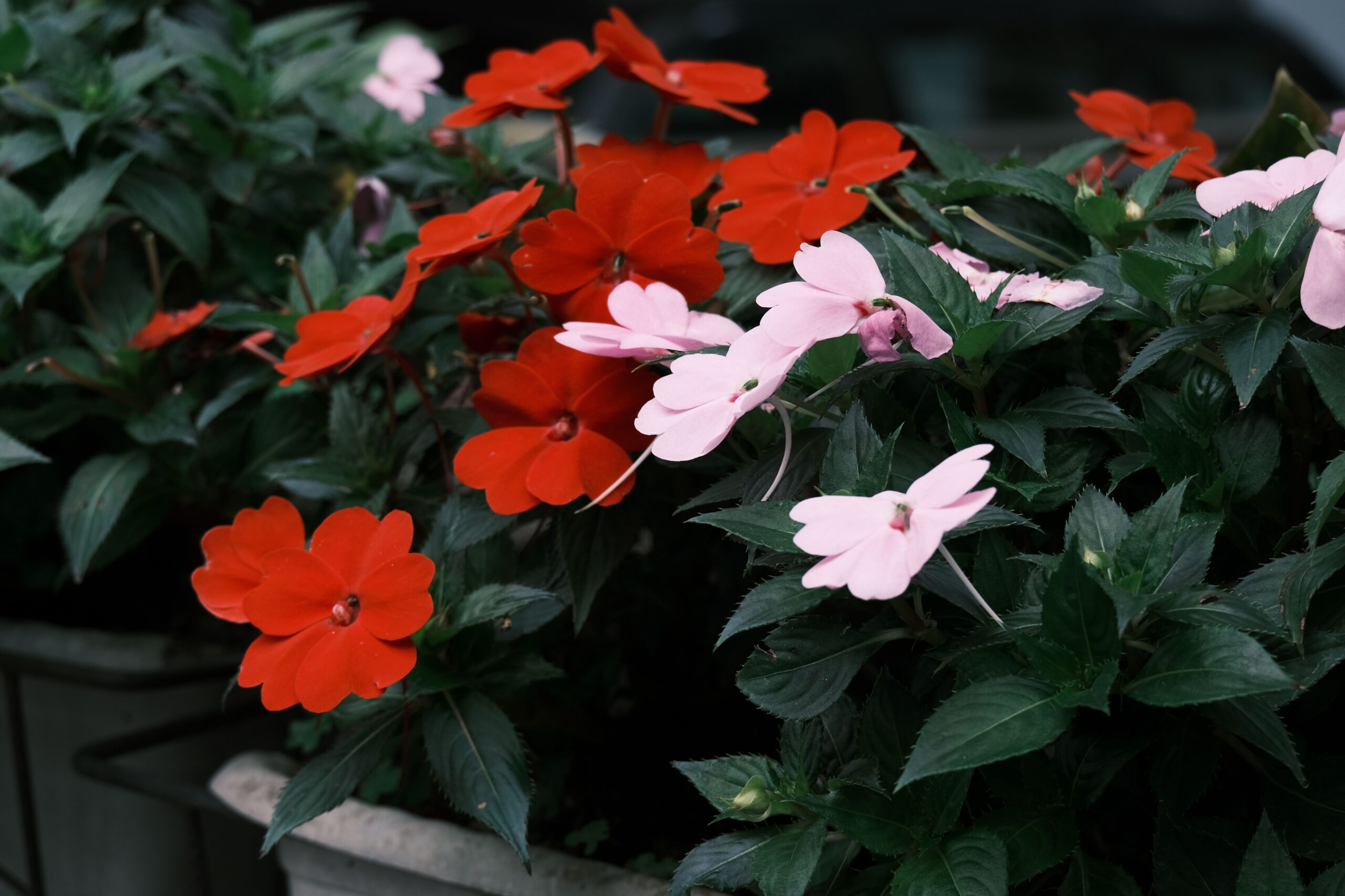 IMPATIENS VARIOUS 15CM POT