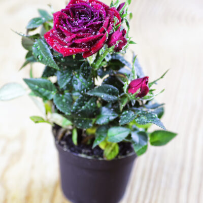 ROSE MINI RED 2,5LT