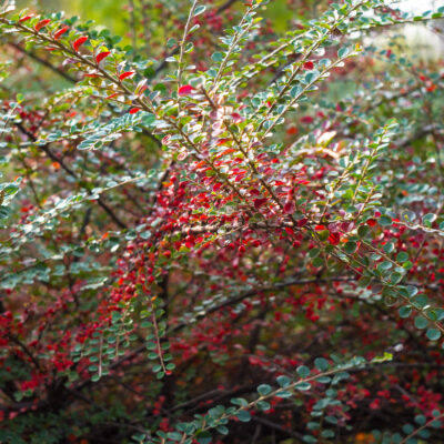SUTHERLANIA FRUTESCENS (CANCER BUSH) 2,5LT