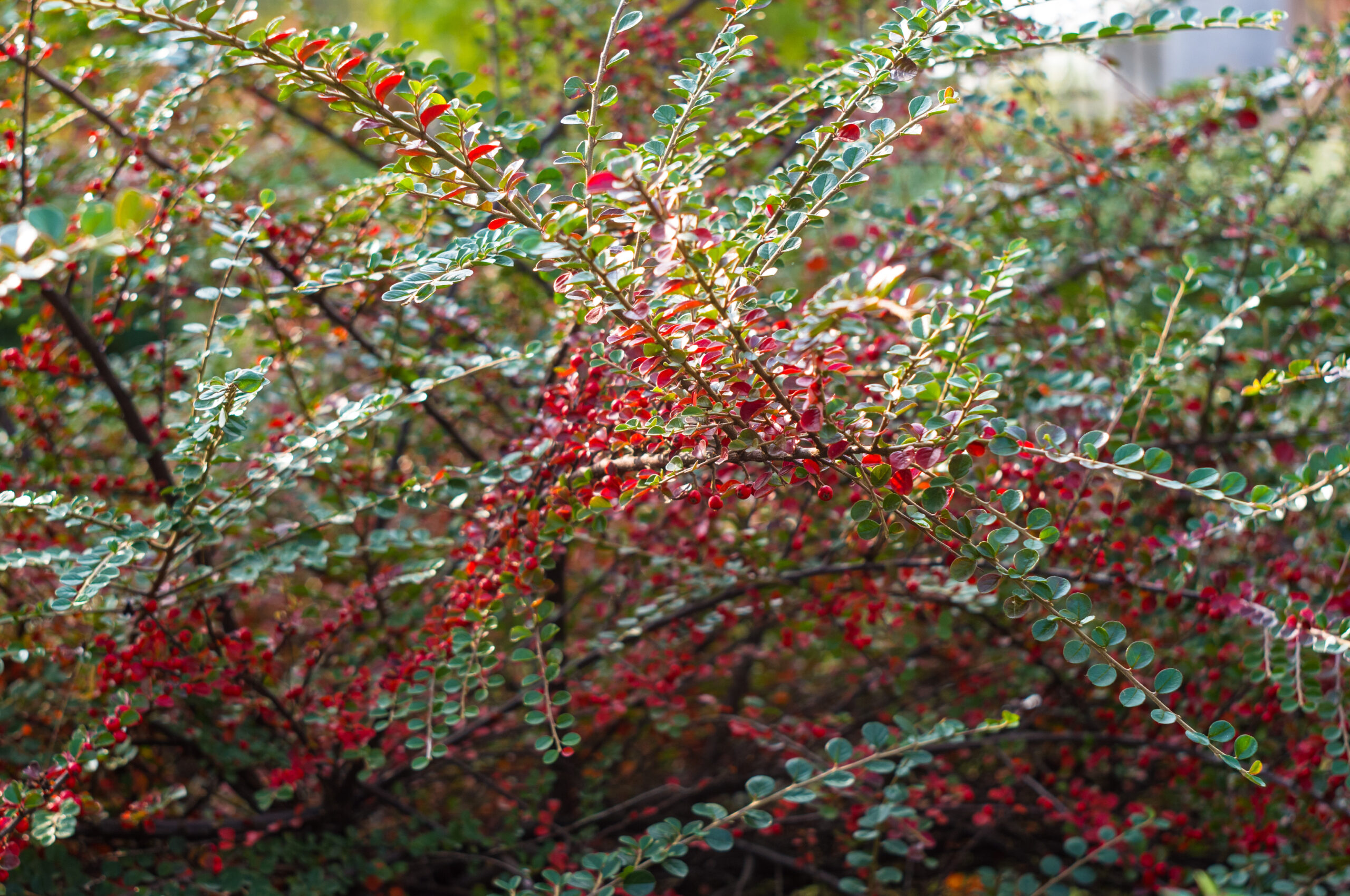 SUTHERLANIA FRUTESCENS (CANCER BUSH) 2,5LT