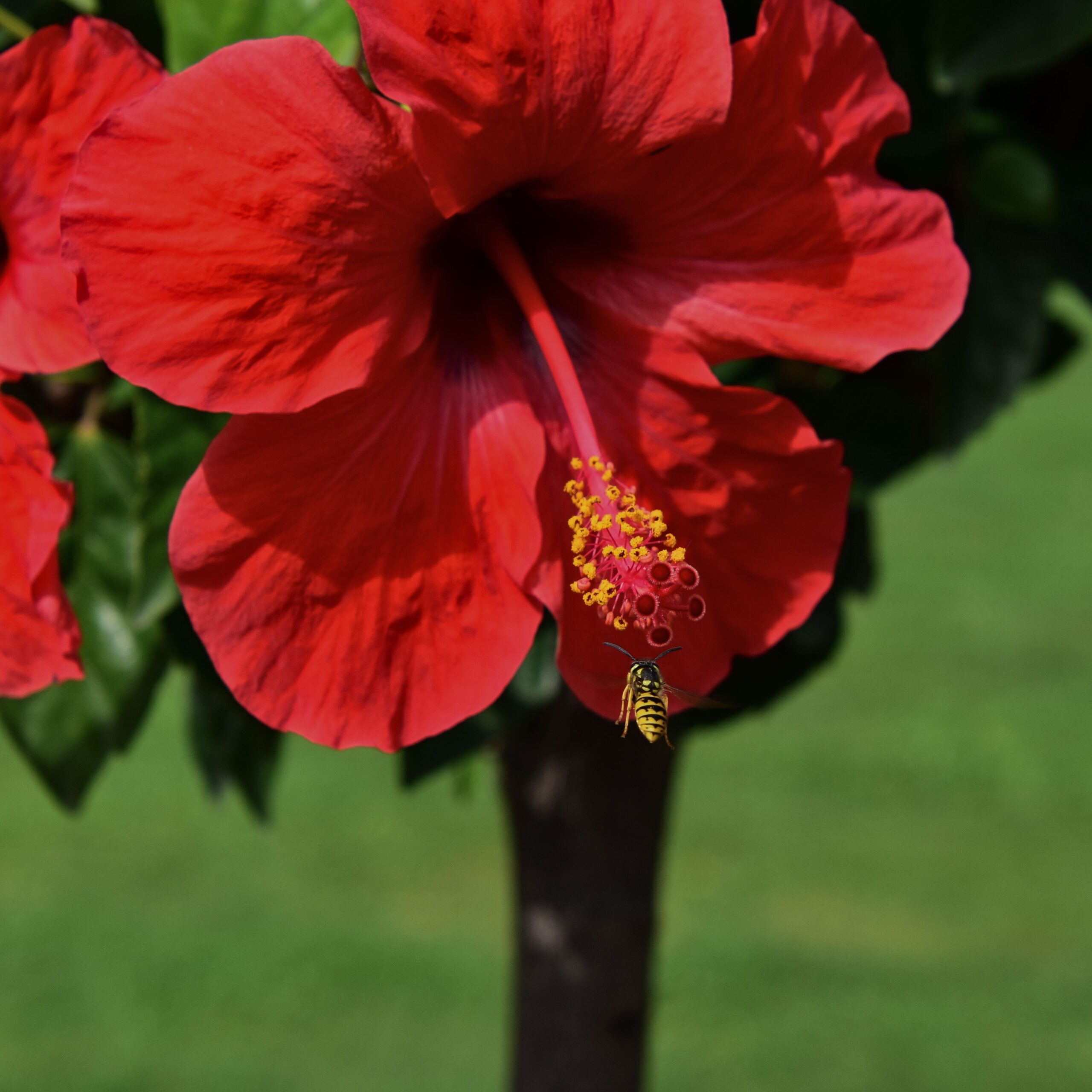 HIBISCUS SINENSIS STANDARD 1OLT
