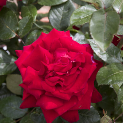ROSE SATCHMO STANDARD 10LT