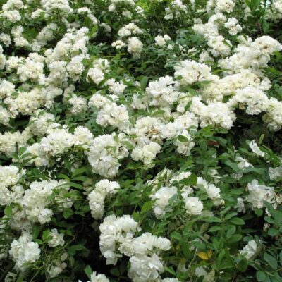 ROSA BANKSIA ALBA (WHITE) 10LT