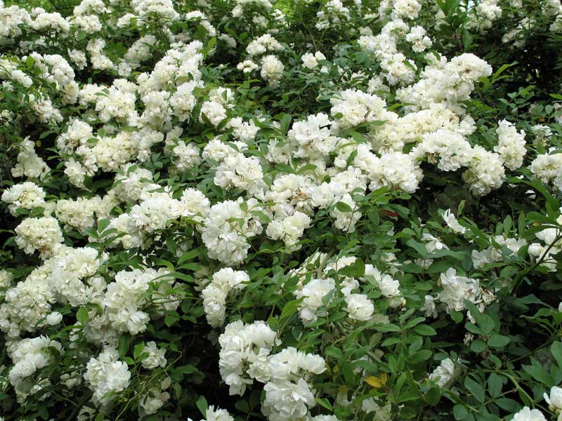 ROSA BANKSIA ALBA (WHITE) 10LT
