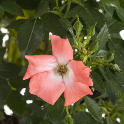 ROSE SIMPLICITY STANDARD 10LT