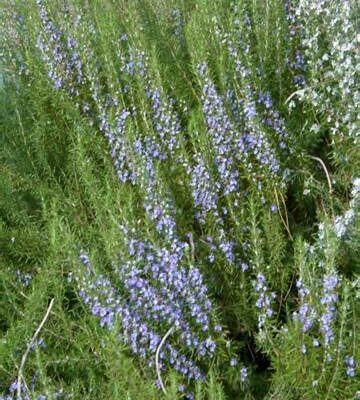 ROSMARINUS OFFICINALIS TUSCAN BLUE 10LT