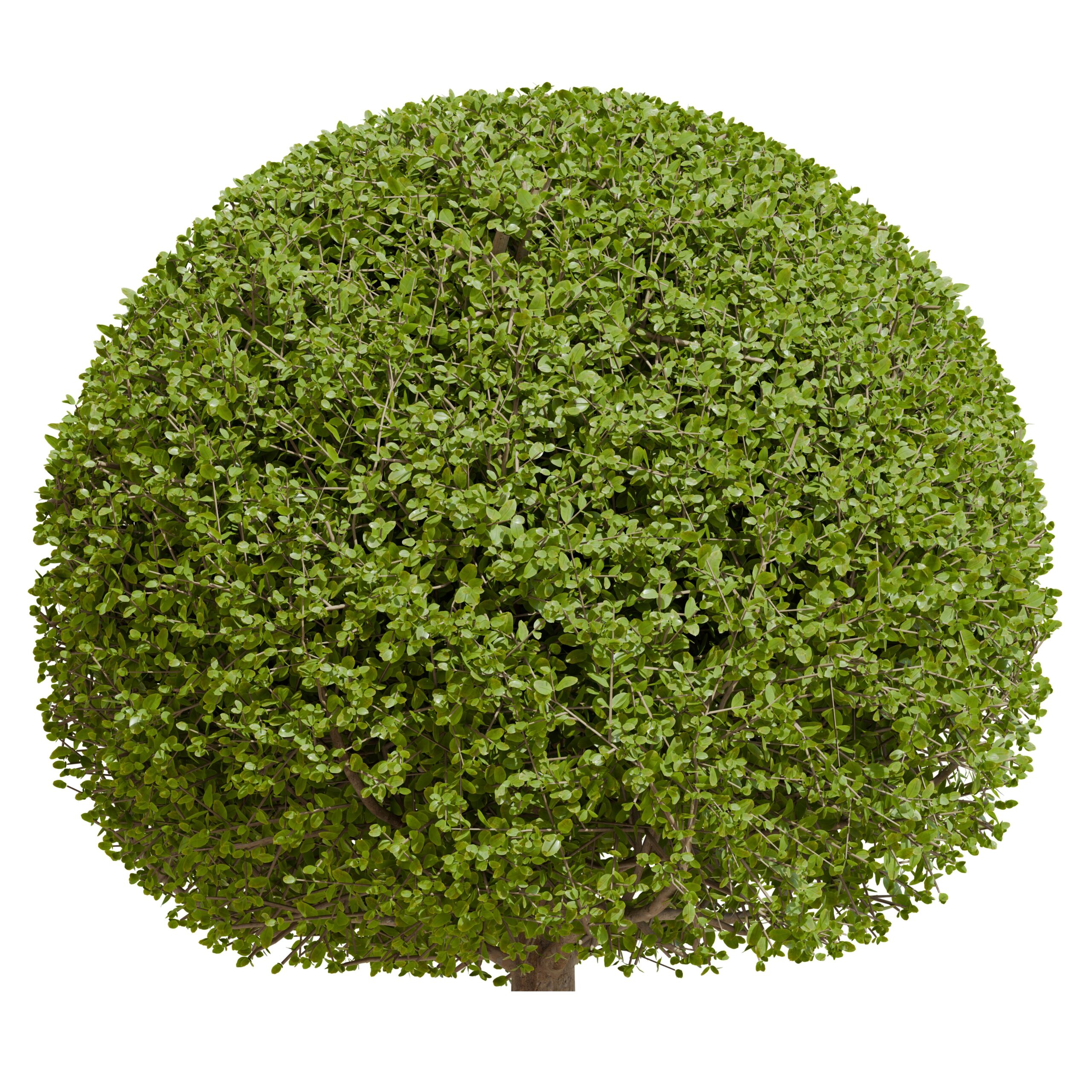 BUXUS NANA BALL 1OLT