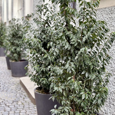 FICUS HAWAII STANDARD 1OLT