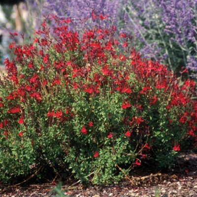 SALVIA GREGGII PINK 2,5LT
