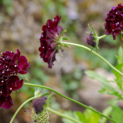 SCABIOSA MAROON 2,5LT