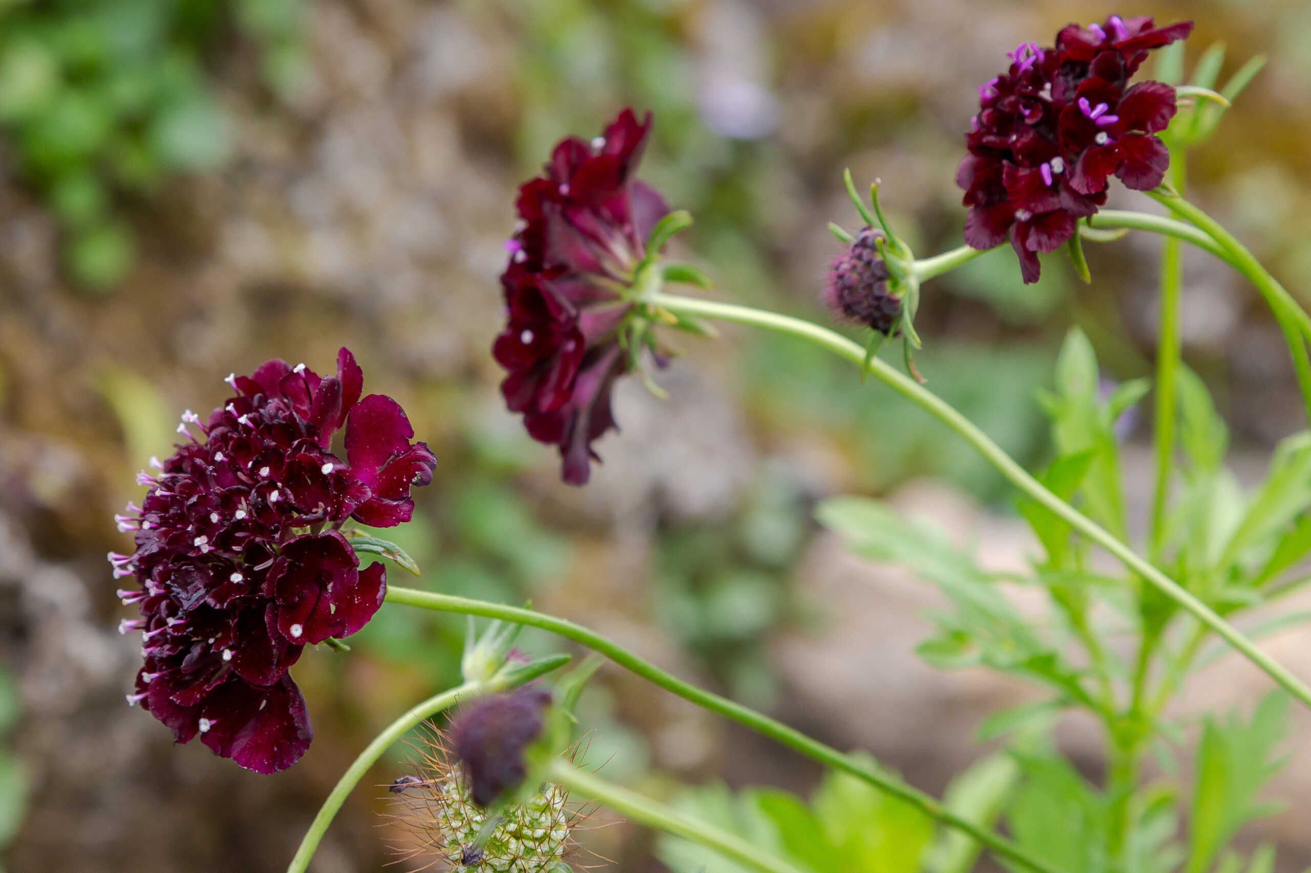 SCABIOSA MAROON 2,5LT