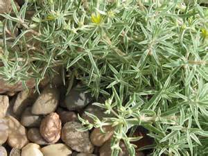 SEDUM SEA URCHIN 15CM POT