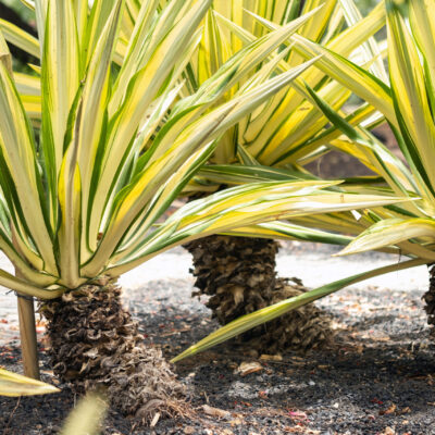 YUCCA VARIEGATED 10LT