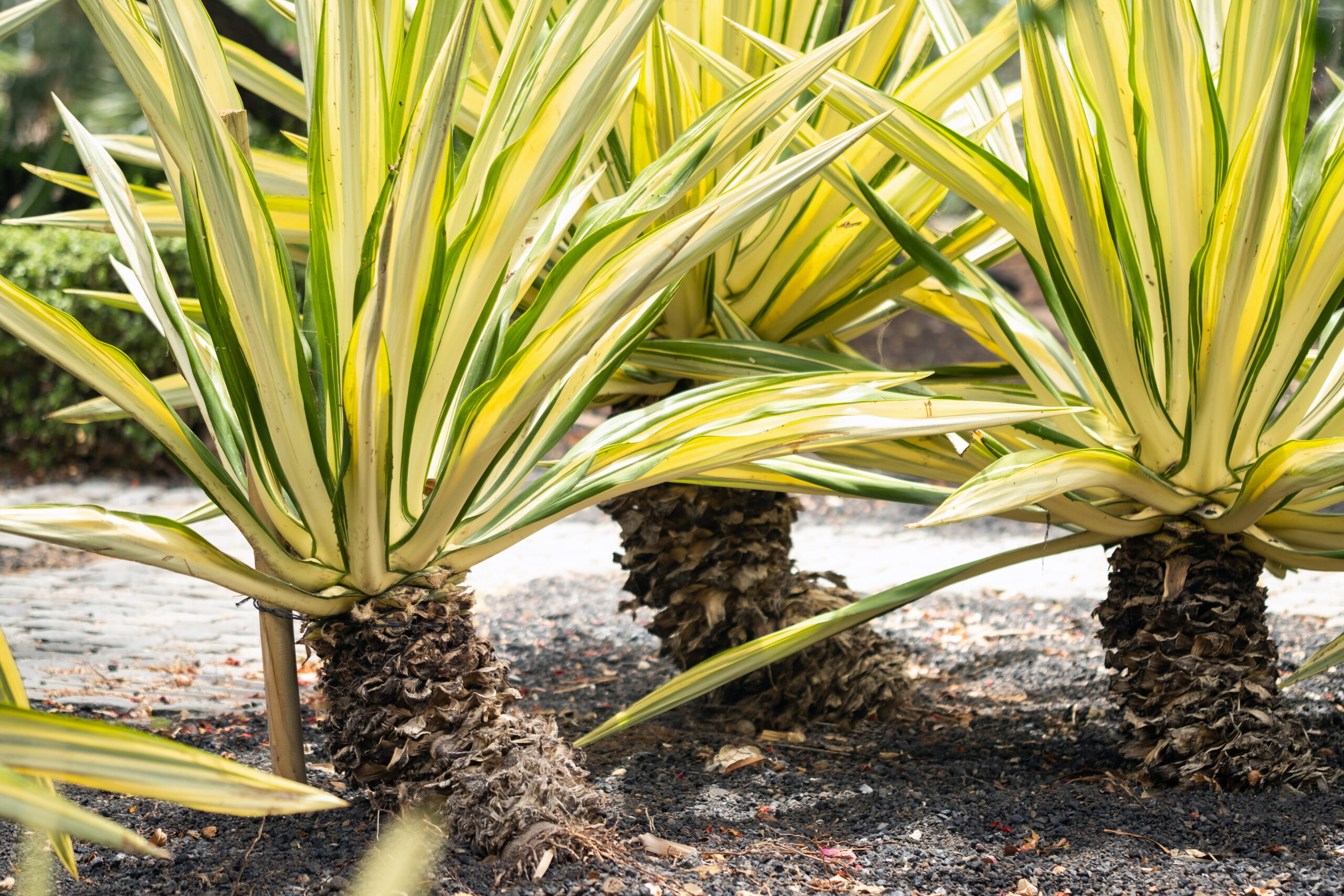 YUCCA VARIEGATED 10LT