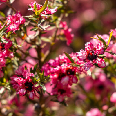 LEPTOSPERMUM SPECTRO COLOUR (PINK) BALL 1OLT