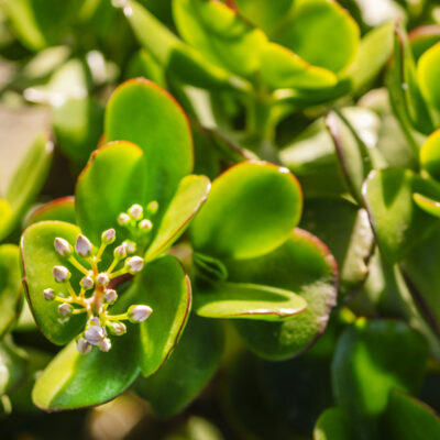 CRASSULA OVATA 15CM POT