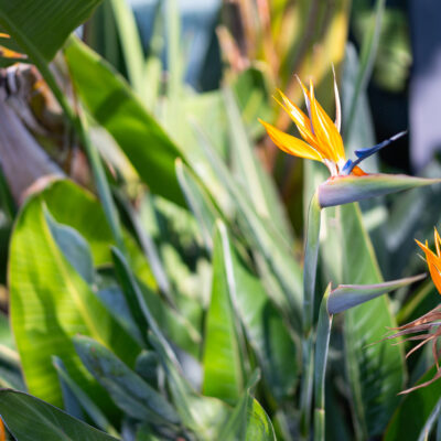 STRELITZIA JUNCEA 20LT