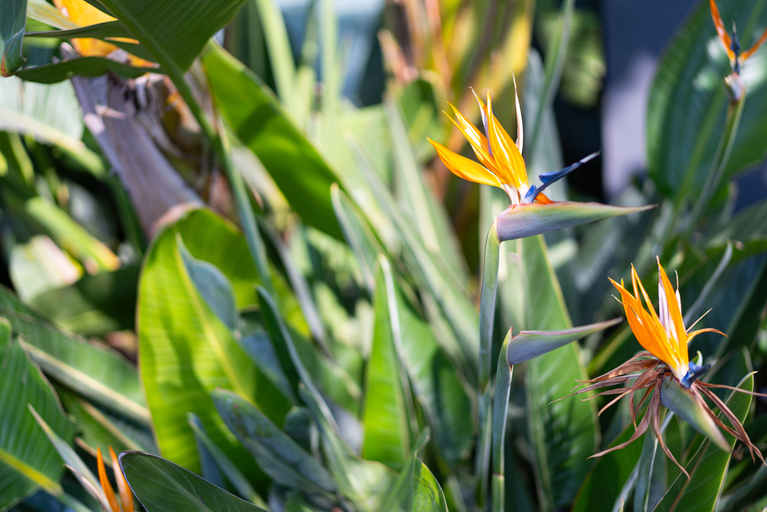 STRELITZIA JUNCEA 40LT