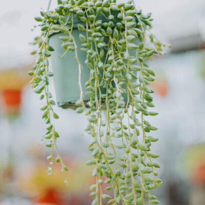 SENECIO RADICANS (STRING OF BANANAS) 15CM POT
