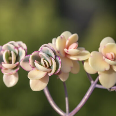 KALANCHOE TETRAPHYLLA 15CM POT