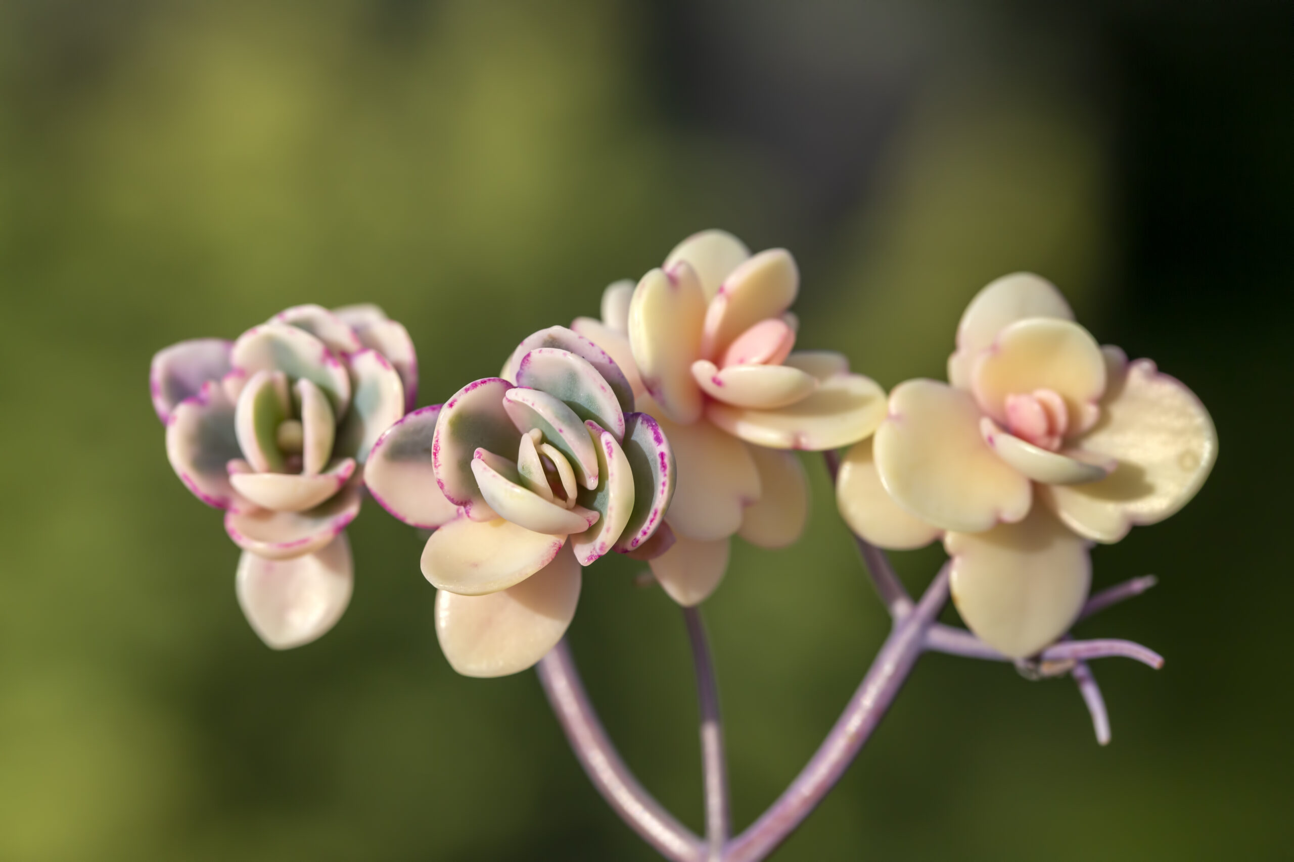 KALANCHOE TETRAPHYLLA 15CM POT
