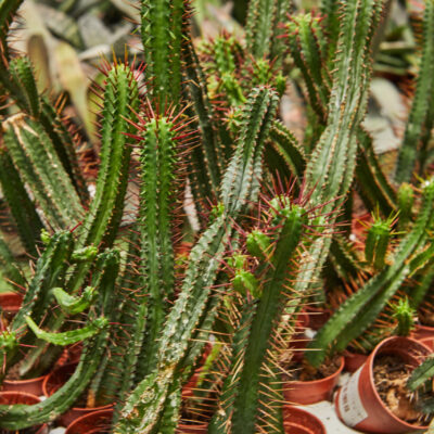 EUPHORBIA TRIGONA RED 15CM POT